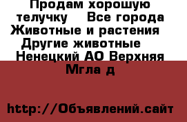 Продам хорошую телучку. - Все города Животные и растения » Другие животные   . Ненецкий АО,Верхняя Мгла д.